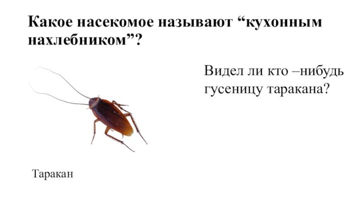 Какое насекомое называют “кухонным нахлебником”? ТараканВидел ли кто –нибудь гусеницу таракана?