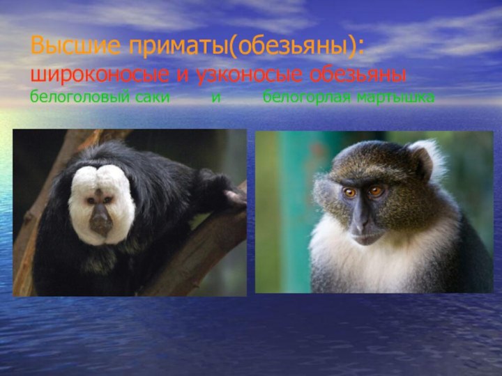 Высшие приматы(обезьяны): широконосые и узконосые обезьяны белоголовый саки