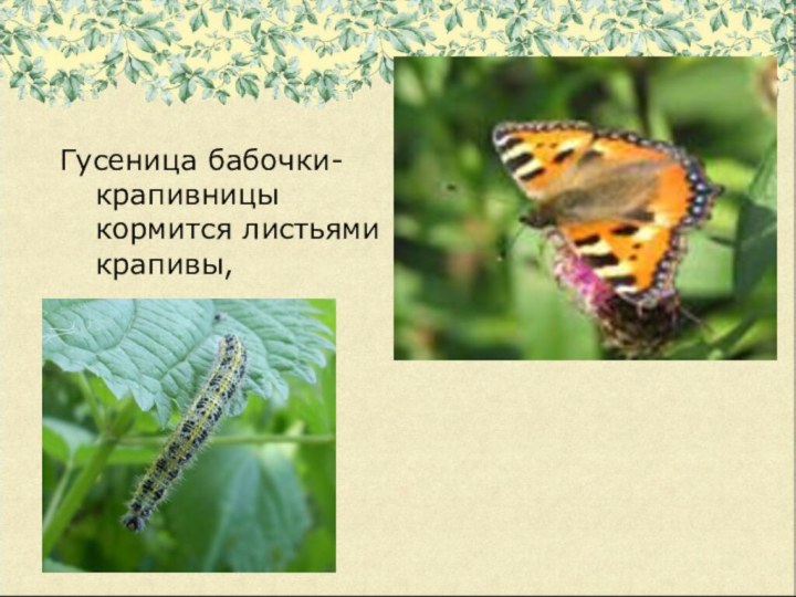 Гусеница бабочки-крапивницы кормится листьями крапивы,