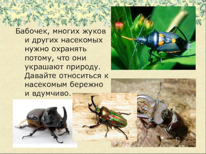 Бабочек, многих жуков и других насекомых нужно охранять потому, что они украшают