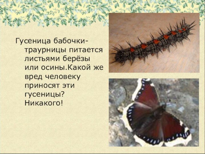 Гусеница бабочки-траурницы питается листьями берёзы или осины.Какой же вред человеку приносят эти гусеницы? Никакого!