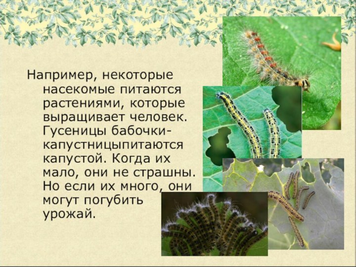 Например, некоторые насекомые питаются растениями, которые выращивает человек. Гусеницы бабочки-капустницыпитаются капустой.