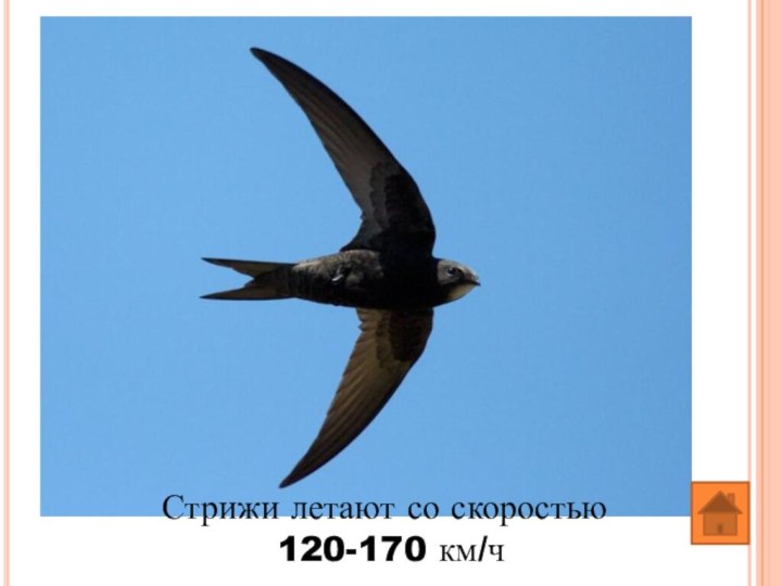 Стрижи летают со скоростью 120-170 км/ч