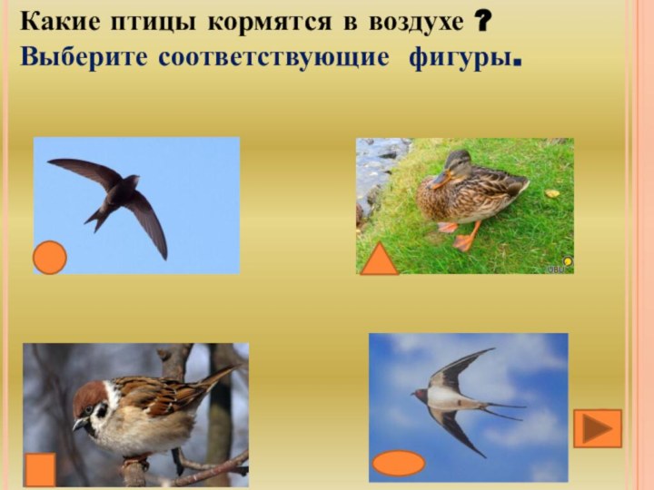 Какие птицы кормятся в воздухе ?Выберите соответствующие фигуры.