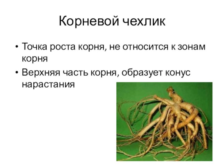 Корневой чехликТочка роста корня, не относится к зонам корняВерхняя часть корня, образует конус нарастания