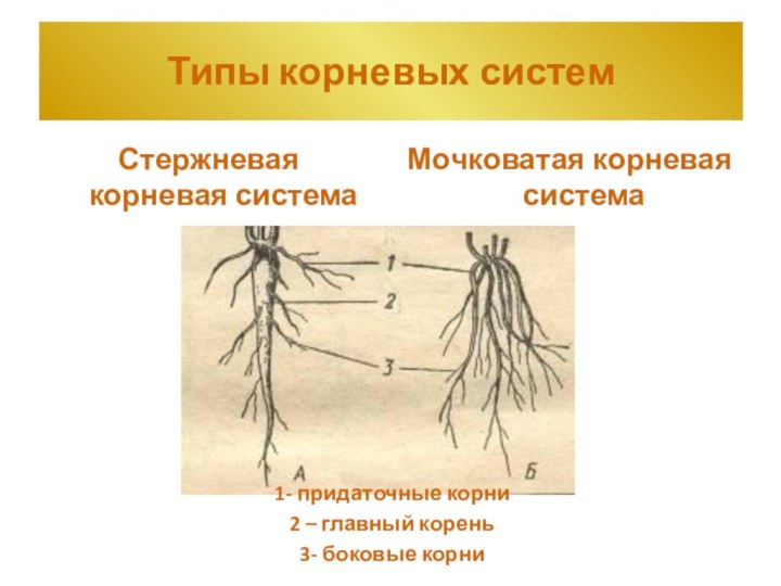 Типы корневых системСтержневая корневая системаМочковатая корневая система1- придаточные корни2 – главный корень3- боковые корни