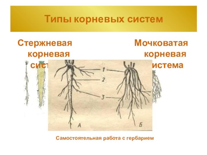 Типы корневых системСтержневая корневая системаМочковатая корневая системаСамостоятельная работа с гербарием