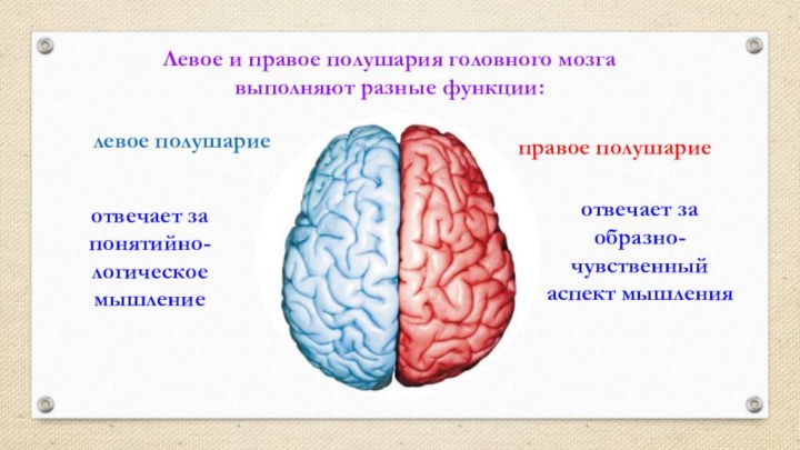 отвечает за понятийно-логическое мышлениеЛевое и правое полушария головного мозга выполняют разные