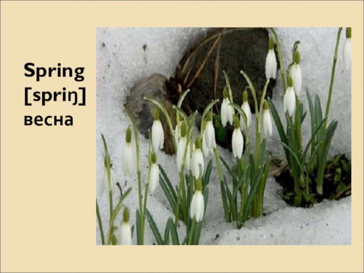 Spring[spriŋ]весна