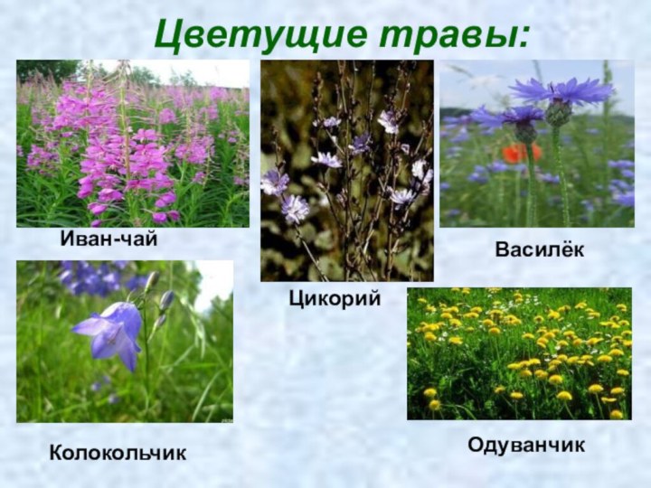 Цветущие травы:Иван-чайВасилёкЦикорийКолокольчикОдуванчик