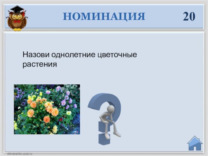 НОМИНАЦИЯ20Назови однолетние цветочные растения