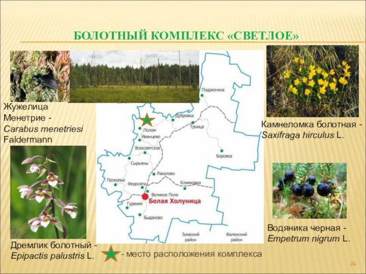 БОЛОТНЫЙ КОМПЛЕКС «СВЕТЛОЕ» - место расположения комплексаДремлик болотный - Epipactis palustris
