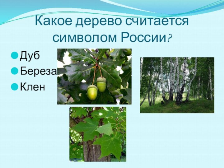 Какое дерево считается символом России?ДубБерезаКлен