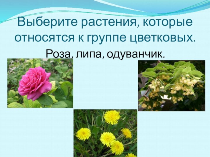 Выберите растения, которые относятся к группе цветковых. Роза, липа, одуванчик.