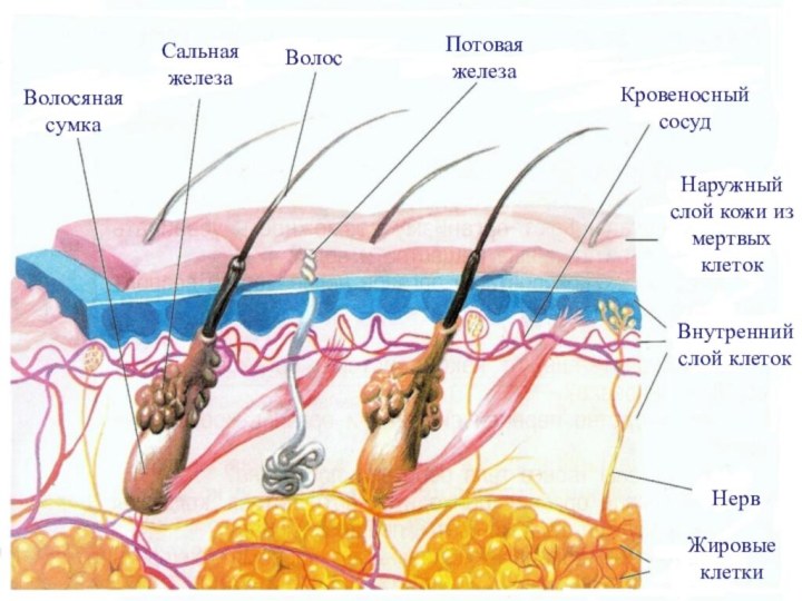 Волосяная сумкаСальная железаВолосПотовая железаКровеносный сосудНаружный слой кожи из мертвых клетокВнутренний слой клетокНервЖировые клетки