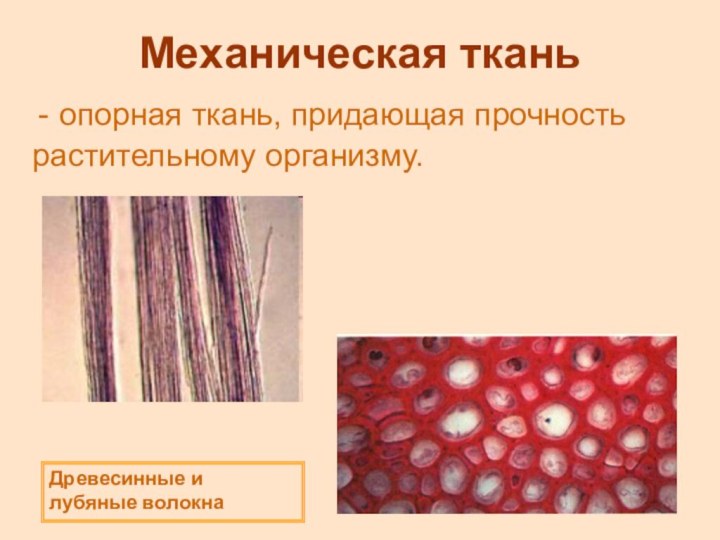Механическая тканьопорная ткань, придающая прочность растительному организму. Древесинные и лубяные волокна