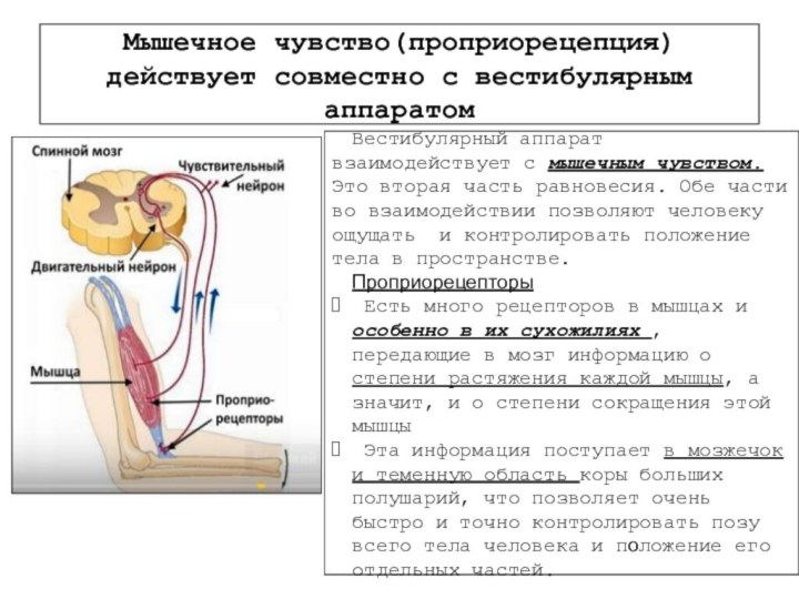 Мышечное чувство(проприорецепция) действует совместно с вестибулярным аппаратомВестибулярный аппарат взаимодействует с мышечным