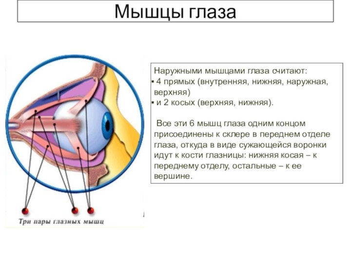 Мышцы глазаНаружными мышцами глаза считают: 4 прямых (внутренняя, нижняя, наружная, верхняя)