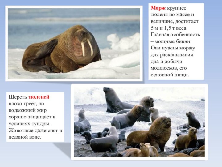 Морж крупнее тюленя по массе и величине, достигает 5 м и 1,5