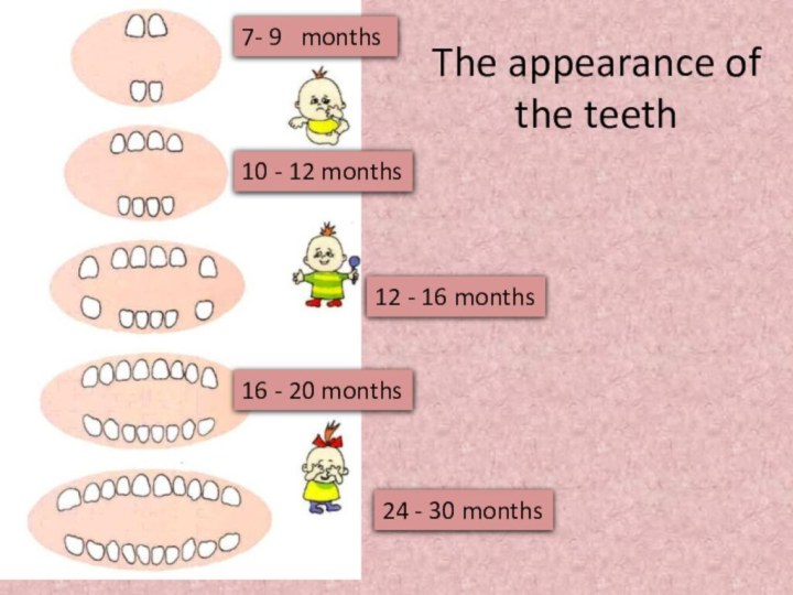 The appearance of the teeth7- 9  months 10 - 12