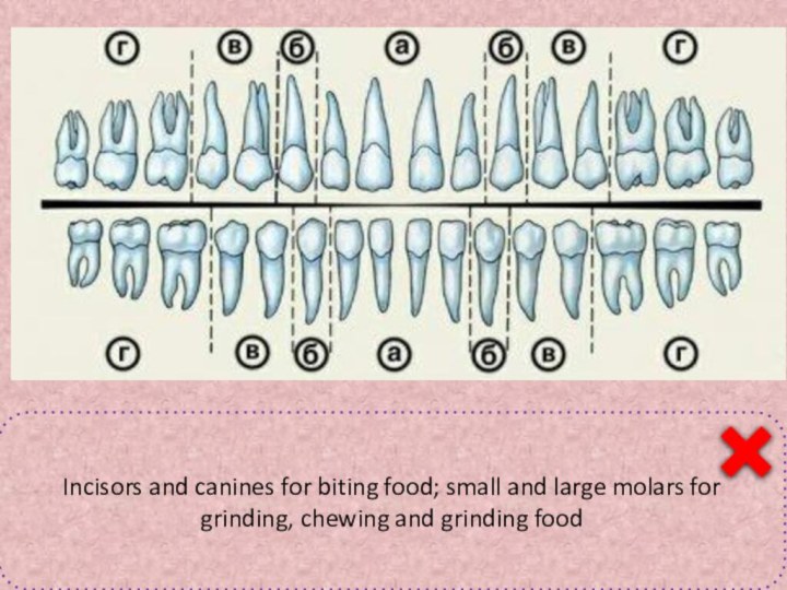 Classification of teethа –cutters;