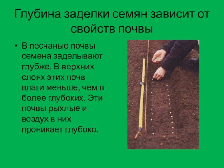 Глубина заделки семян зависит от свойств почвыВ песчаные почвы семена заделывают глубже.