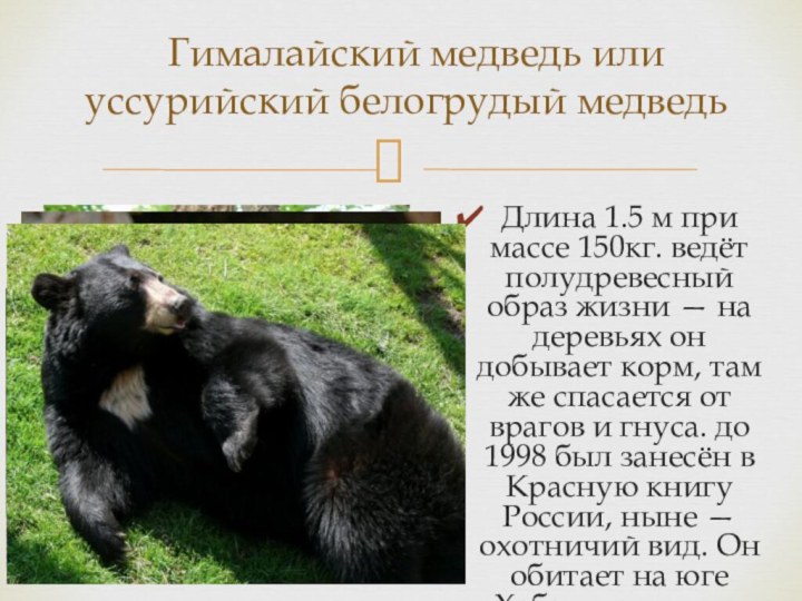 Гималайский медведь или   уссурийский белогрудый медведьДлина 1.5 м при