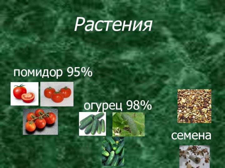 Растения помидор 95%