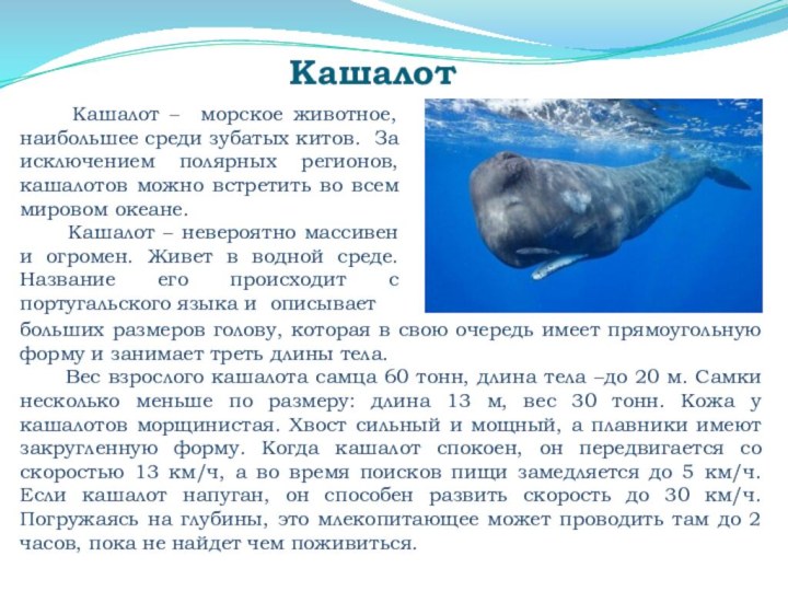 Кашалот   Кашалот – морское животное, наибольшее среди зубатых китов.