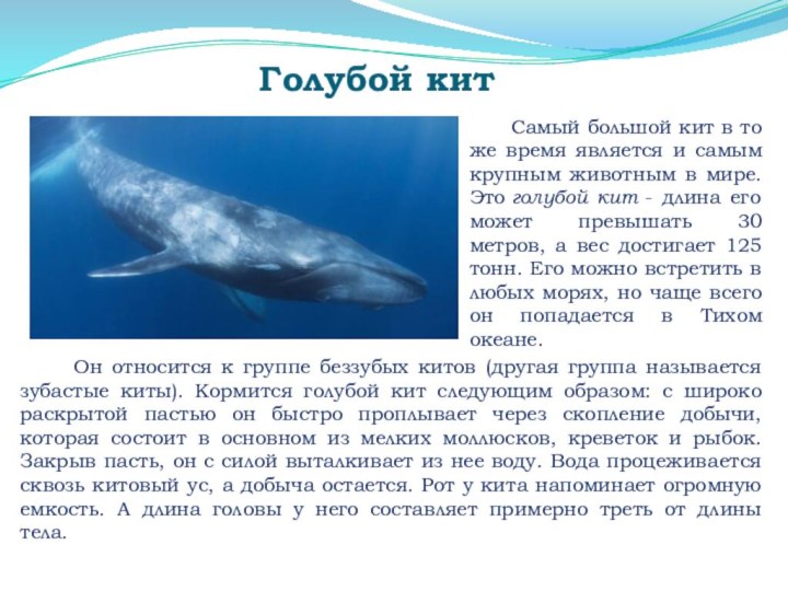 Голубой кит    Самый большой кит в то же время