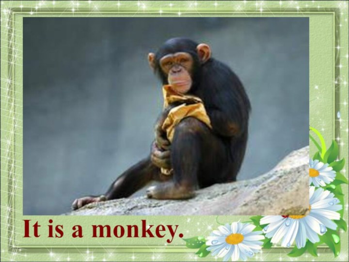 What animal is it?It is a monkey.