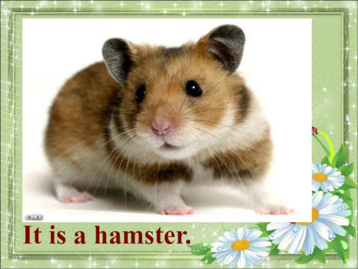 What animal is it?It is a hamster.