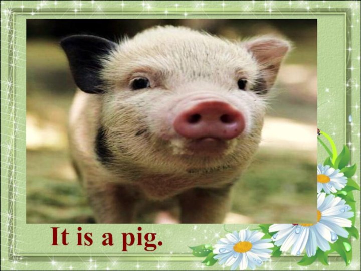 What animal is it?It is a pig.