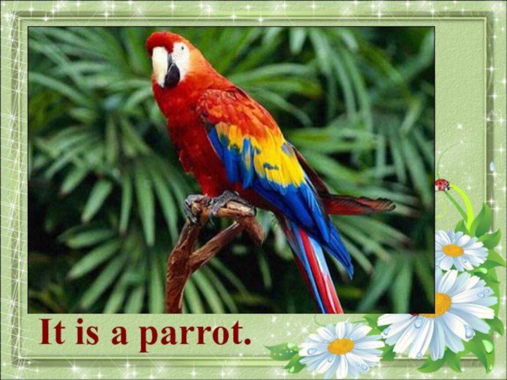 What animal is it?It is a parrot.