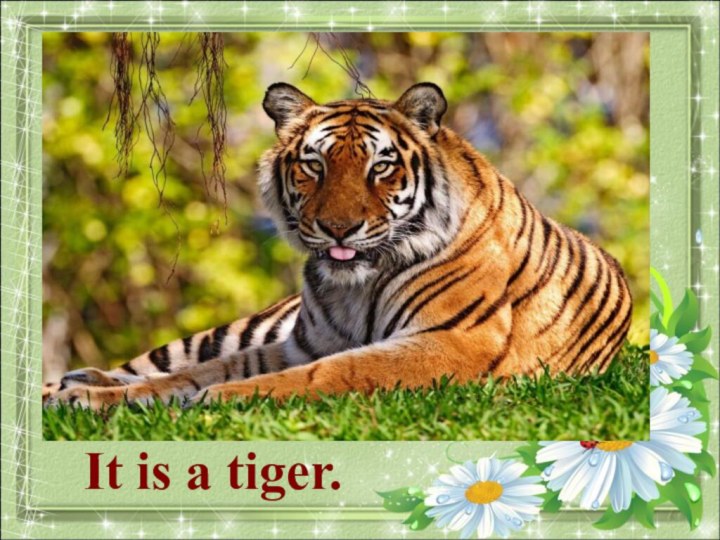 What animal is it?It is a tiger.