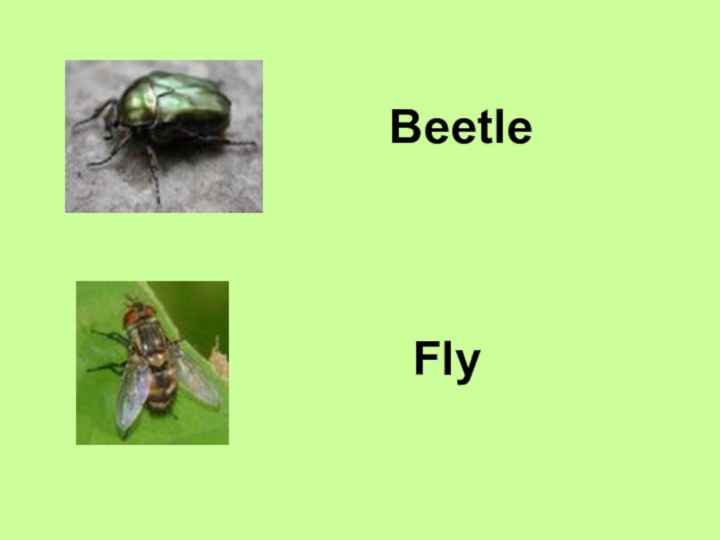 BeetleFly