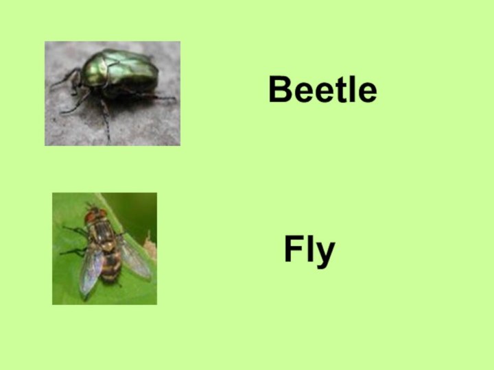 BeetleFly