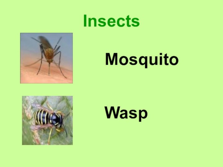 InsectsMosquito Wasp