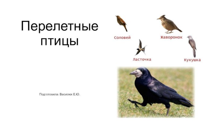 Перелетные птицыПодготовила: Василюк Е.Ю.