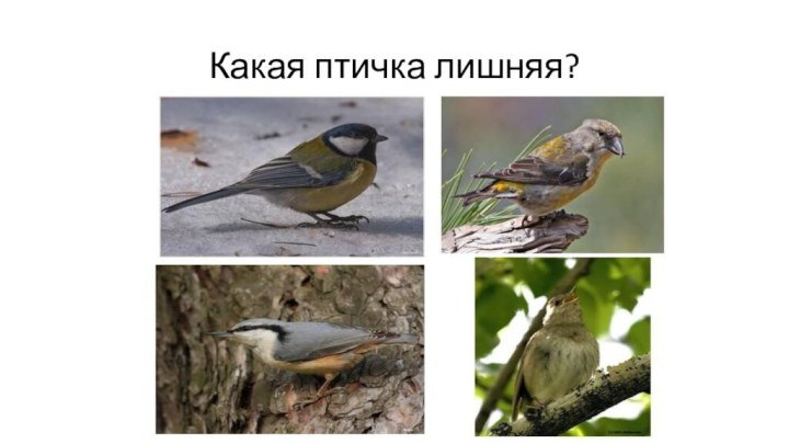 Какая птичка лишняя?