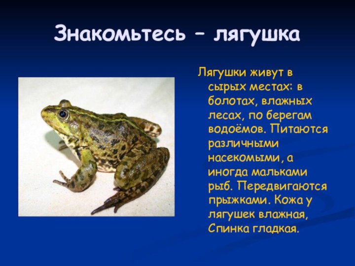 Знакомьтесь – лягушка Лягушки живут в сырых местах: в болотах, влажных лесах,