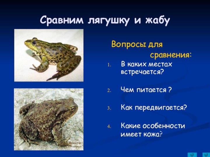 Сравним лягушку и жабу Вопросы для
