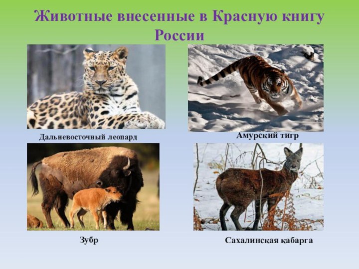 Животные внесенные в Красную книгу России  Дальневосточный леопард  Амурский