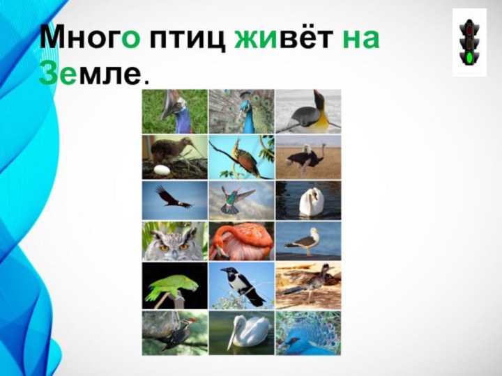Много птиц живёт на Земле.