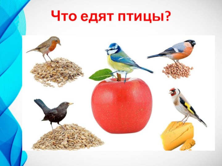 Что едят птицы?