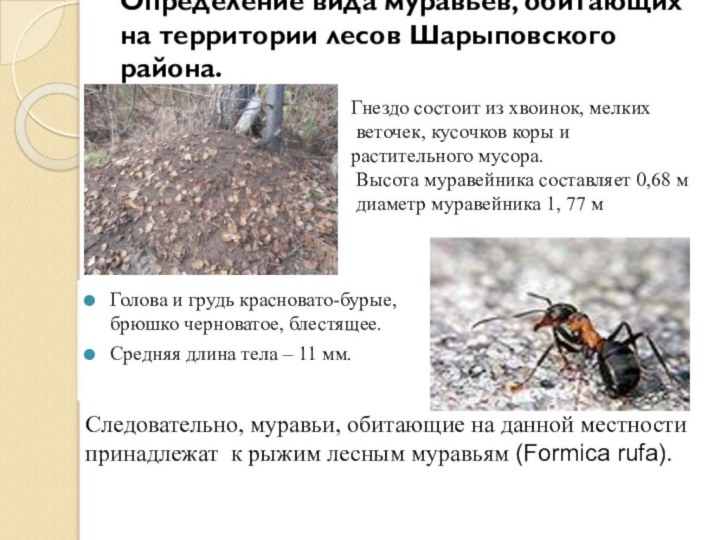 Определение вида муравьёв, обитающих на территории лесов Шарыповского района.  Голова и