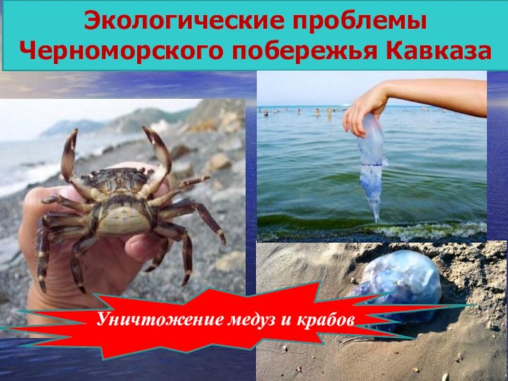 Экологические проблемы Черноморского побережья Кавказа