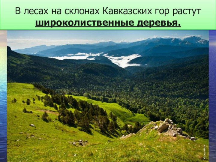 В лесах на склонах Кавказских гор растут широколиственные деревья.
