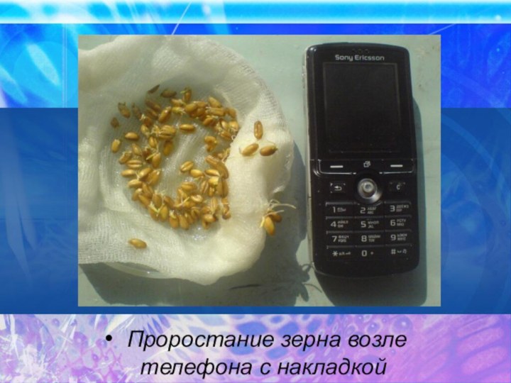 Проростание зерна возле телефона с накладкой