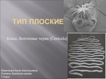 Презентация по биологии на тему Тип плоские черви (7 класс)